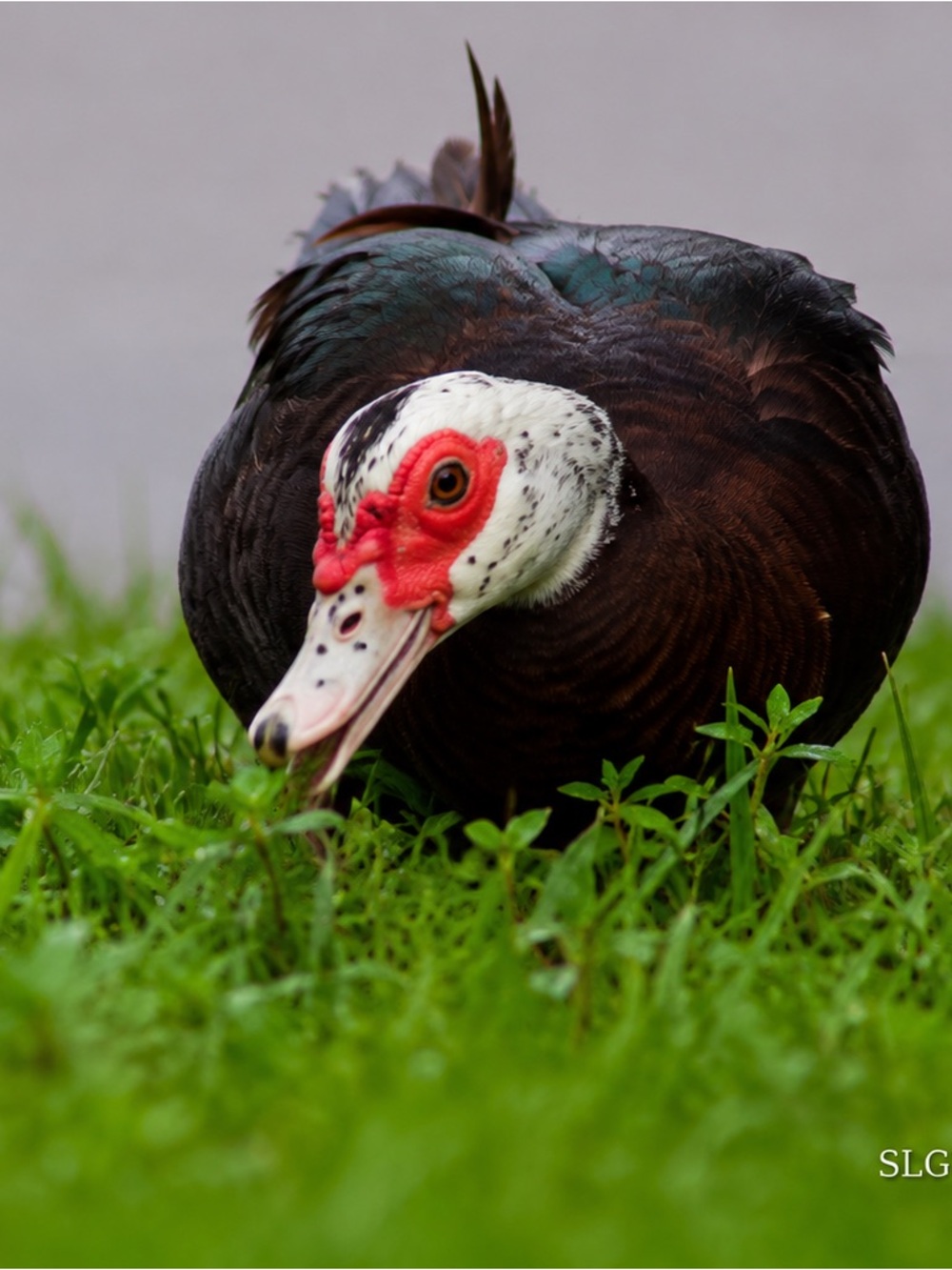 Muscovy Duck Fine Art Photo Print SLG2 2026